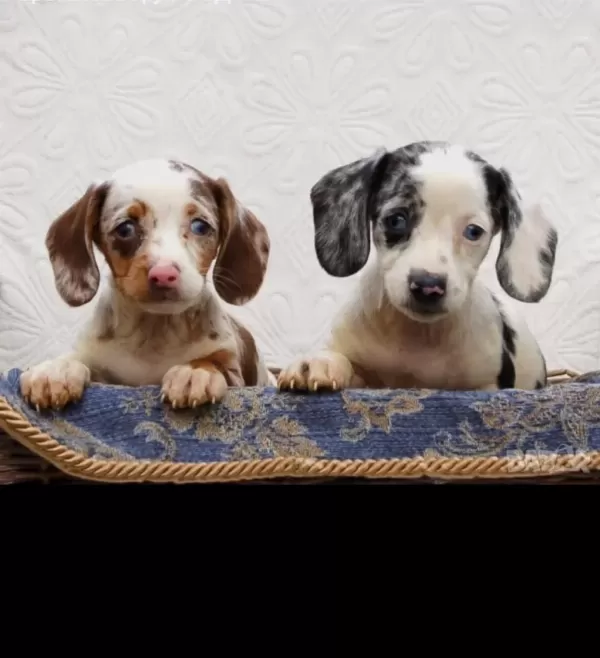 Nadir Bulunan Renk Ve Kalitede Dachshund Yavrular