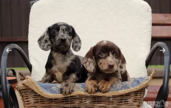 Nadir Bulunan Renk Ve Kalitede Dachshund Yavrular