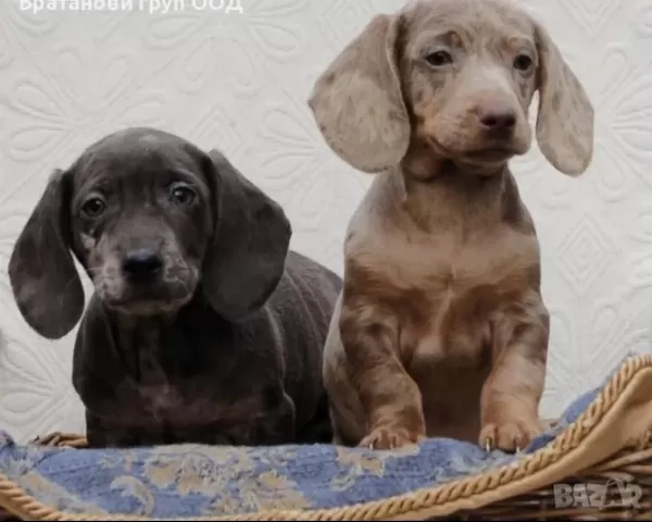 Nadir Bulunan Renk Ve Kalitede Dachshund Yavrular