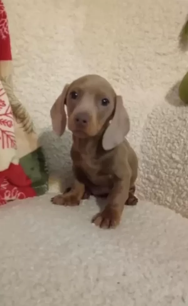 Nadir Bulunan Renk Ve Kalitede Dachshund Yavrular