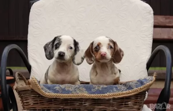 Nadir Bulunan Renk Ve Kalitede Dachshund Yavrular