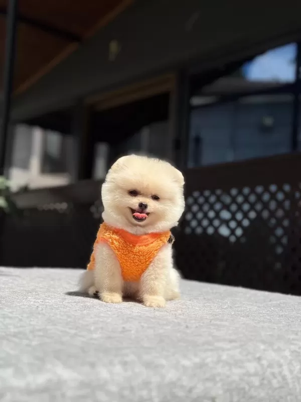 Pomeranian Boo Yavru Köpeğim
