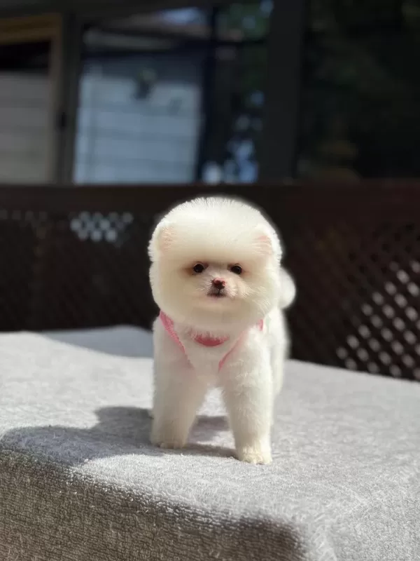 Pomeranian Boo Yavru Köpeğim