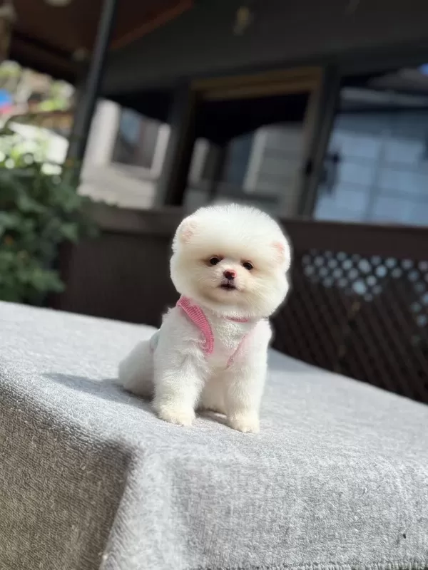 Pomeranian Boo Yavru Köpeğim