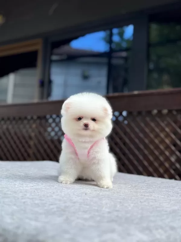 Pomeranian Boo Yavru Köpeğim