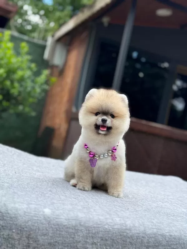 Pomeranian Boo Yavrular