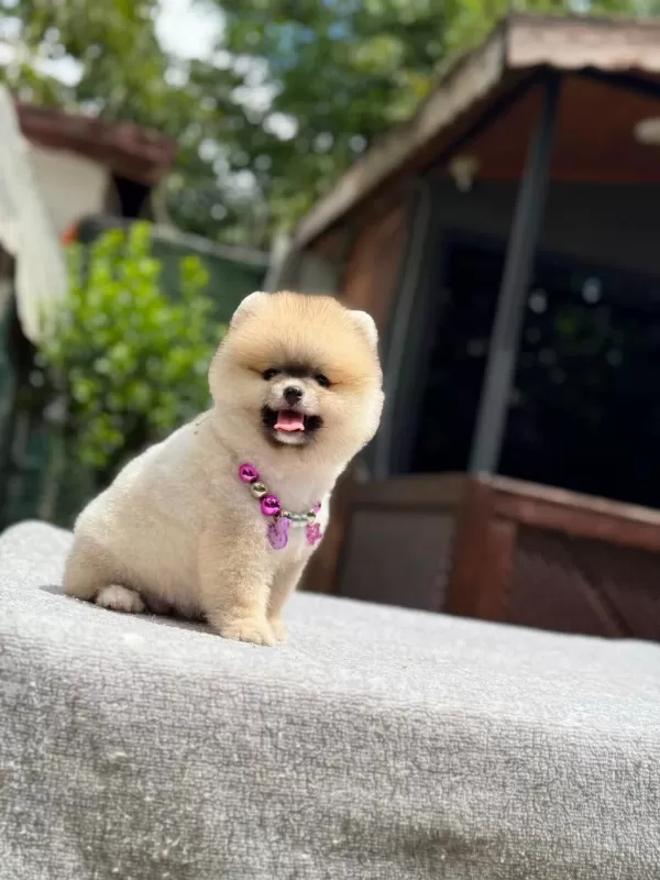 Pomeranian Boo Yavrular