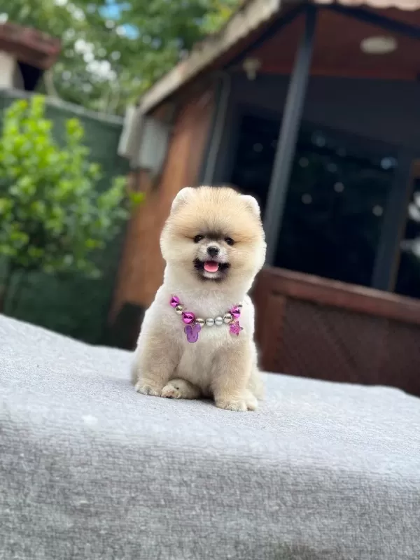 Pomeranian Boo Yavrular