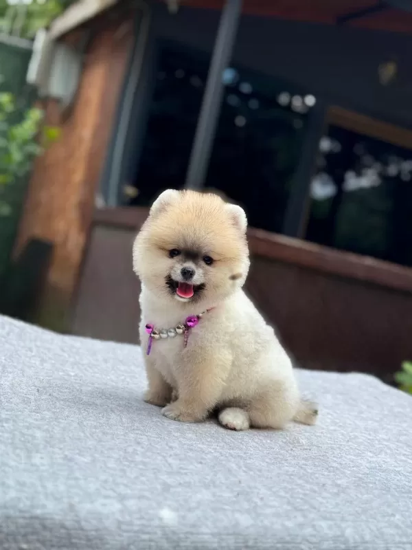 Pomeranian Boo Yavrular