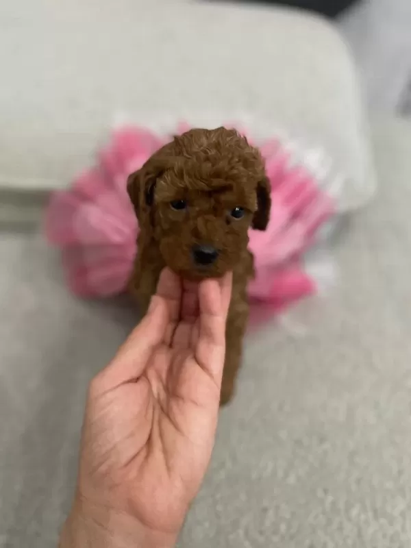 2 Aylık Prenses Toy Poodle Yavrumuz