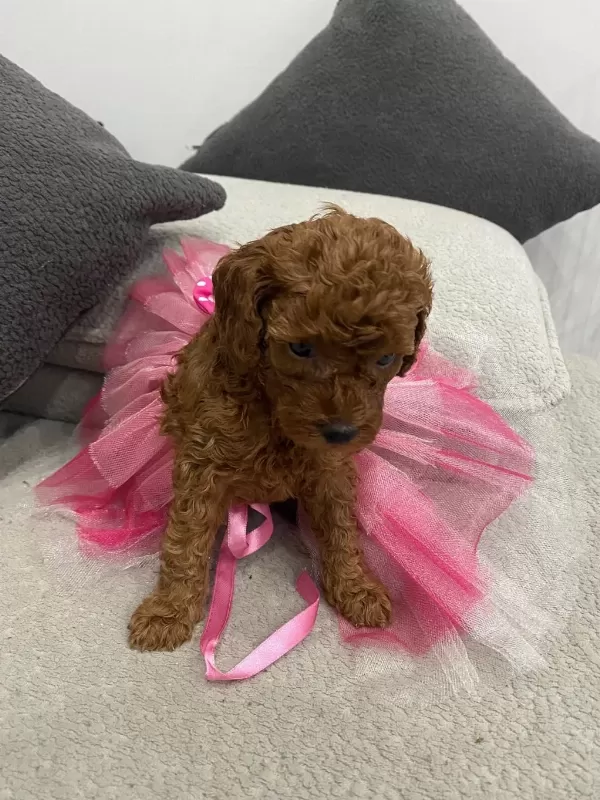2 Aylık Prenses Toy Poodle Yavrumuz