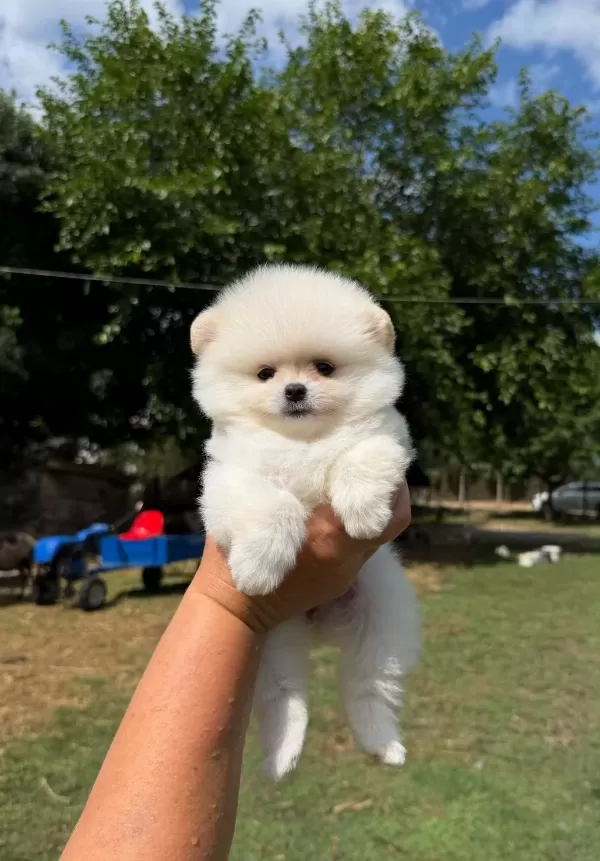 Pomeranian Boo Köpeğimiz
