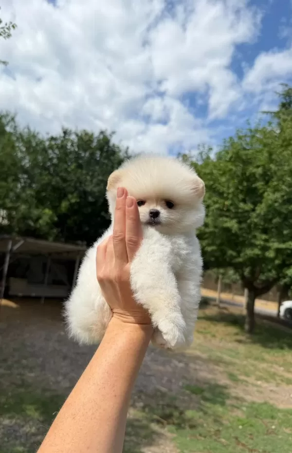 Pomeranian Boo Köpeğimiz