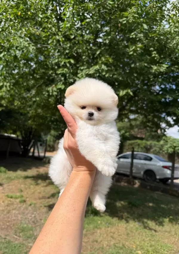 Pomeranian Boo Köpeğimiz