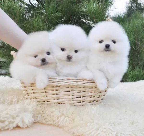Boo Pomeranian Ayıcık Surat Yavrular