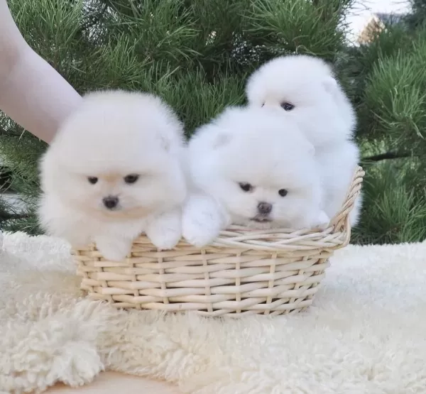 Boo Pomeranian Ayıcık Surat Yavrular