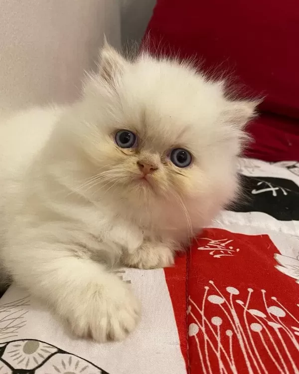 British Longhair Yavrulari