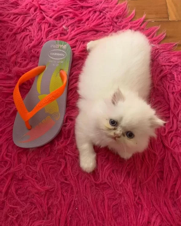 British Longhair Yavrulari