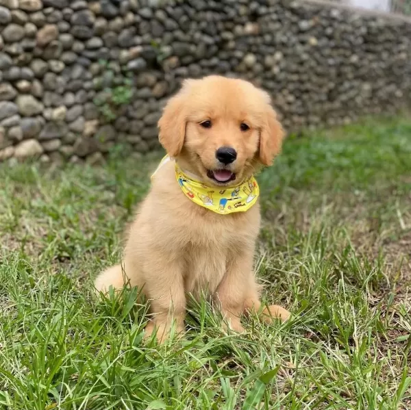 Golden Retriever Yavrulari