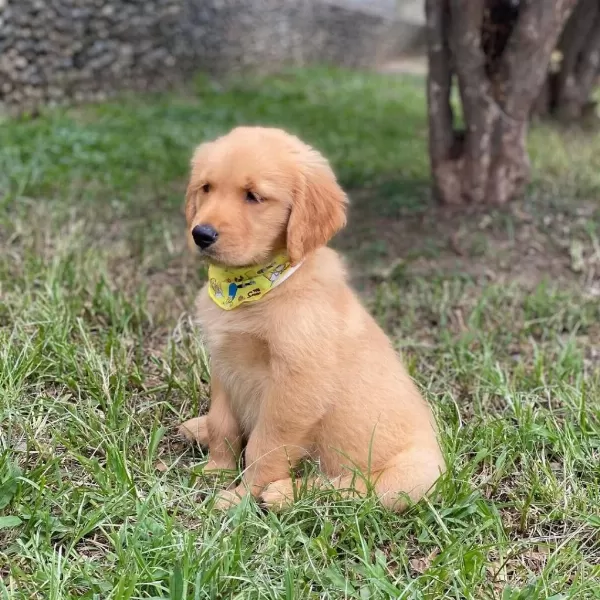 Golden Retriever Yavrulari