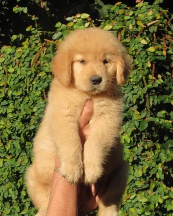 Golden Retriever Yavrulari