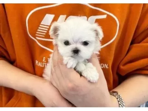 Minnak maltese bebeklerimiz