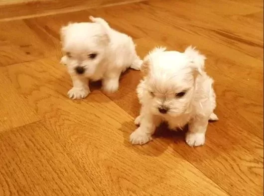 Mini boy maltese bebeklerimiz