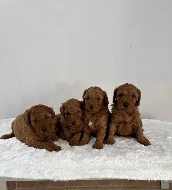 Sevimli Erkek Dişi Poodle Bebekler