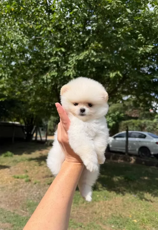 Orjinal Pomeranian Boo