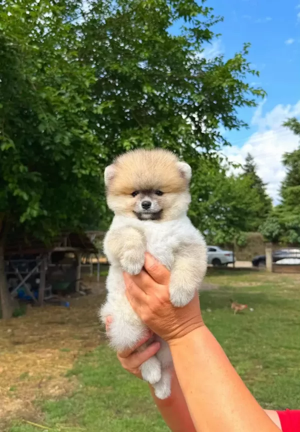 Orjinal Pomeranian Bo Yavrularımız