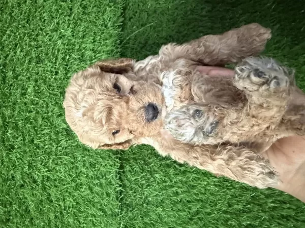 Maltipoo Cins Erkek Yavru