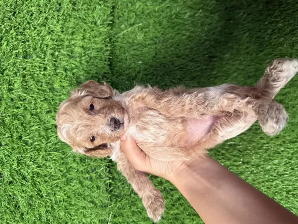 Maltipoo Cins Dişi Yavru
