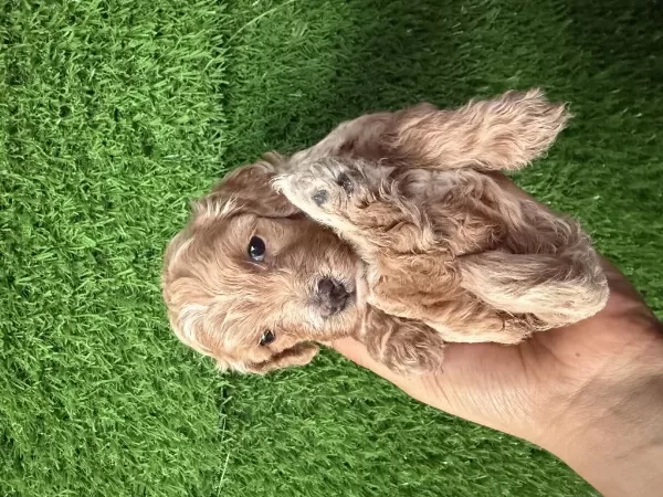 Maltipoo Cins Dişi Yavru