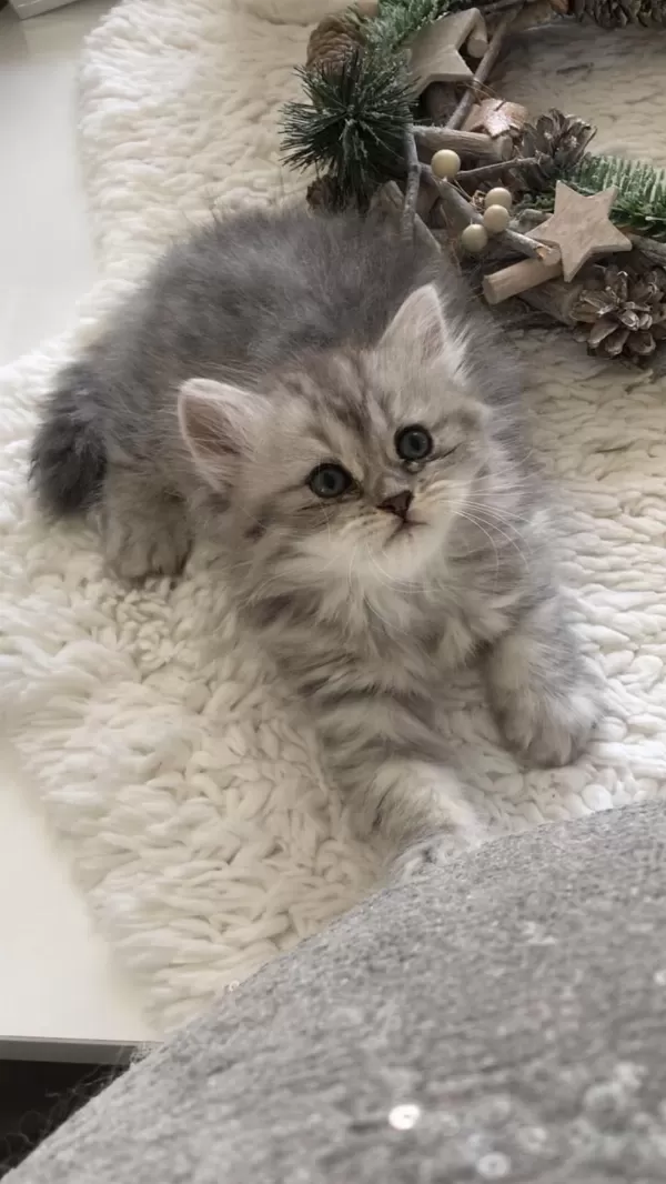 Silver Tabby Longhair Dişi Kedimiz