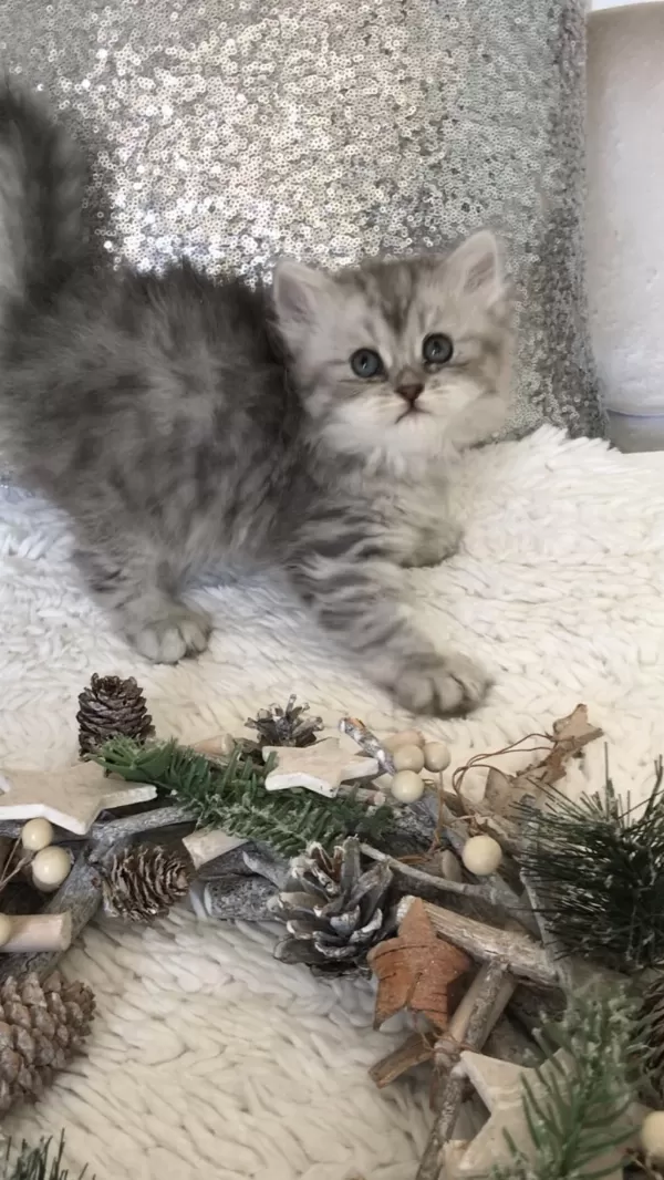 Silver Tabby Longhair Dişi Kedimiz