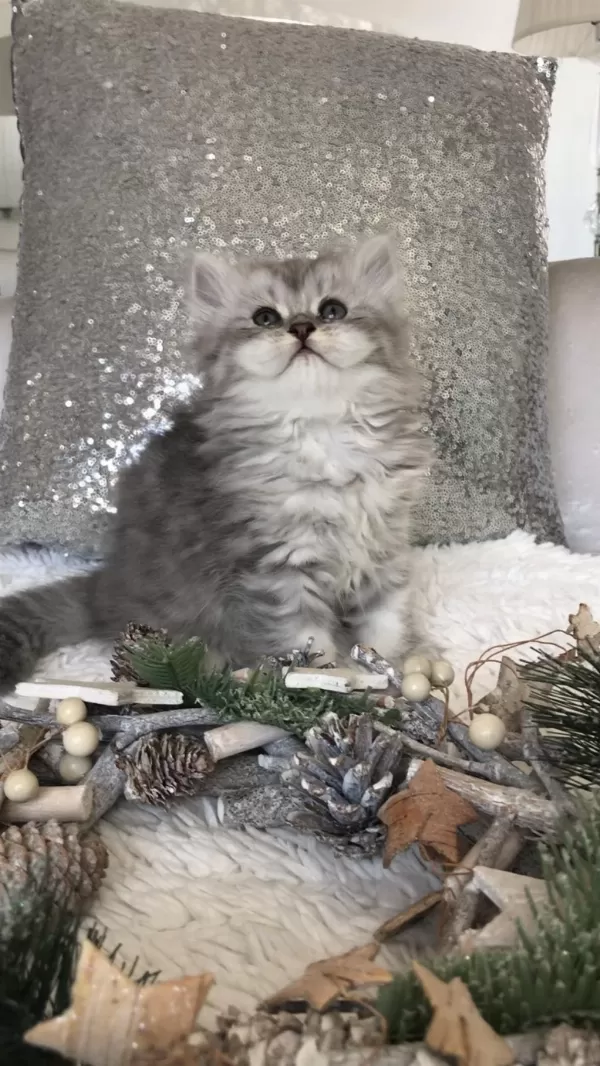 Silver Tabby Longhair Dişi Kedimiz
