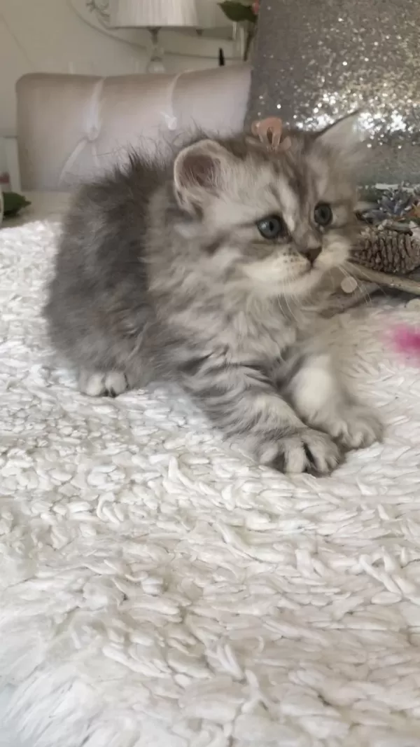 Silver Tabby Longhair Dişi Kedimiz