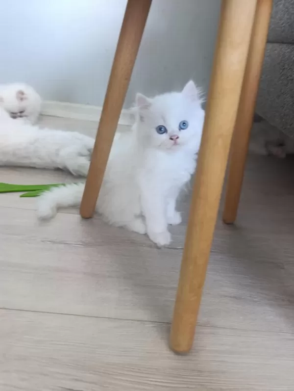 Güzel Pamuk Kedilerim