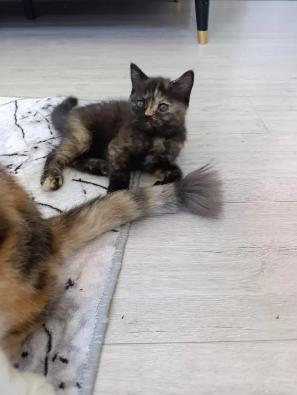 Güzel Pamuk Kedilerim