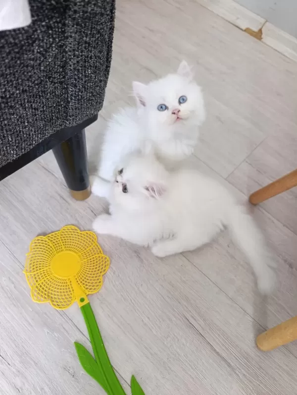 Güzel Pamuk Kedilerim