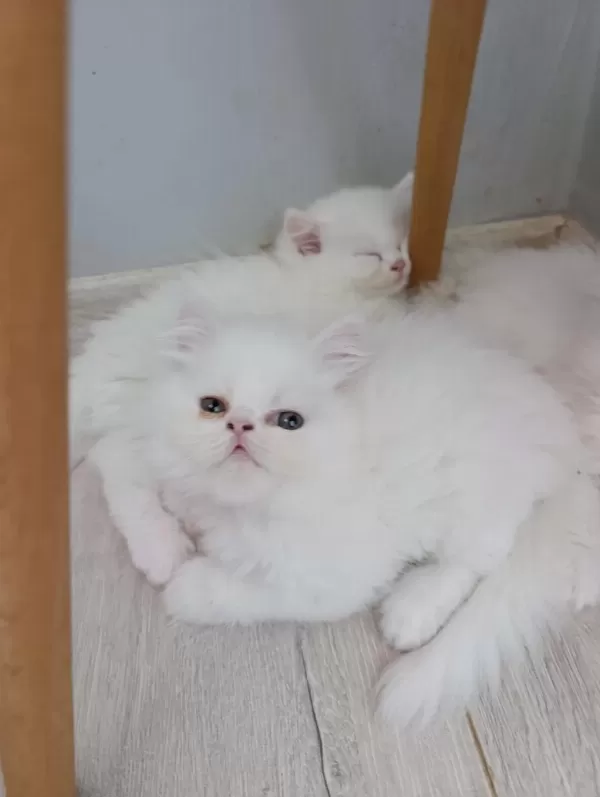 Güzel Pamuk Kedilerim