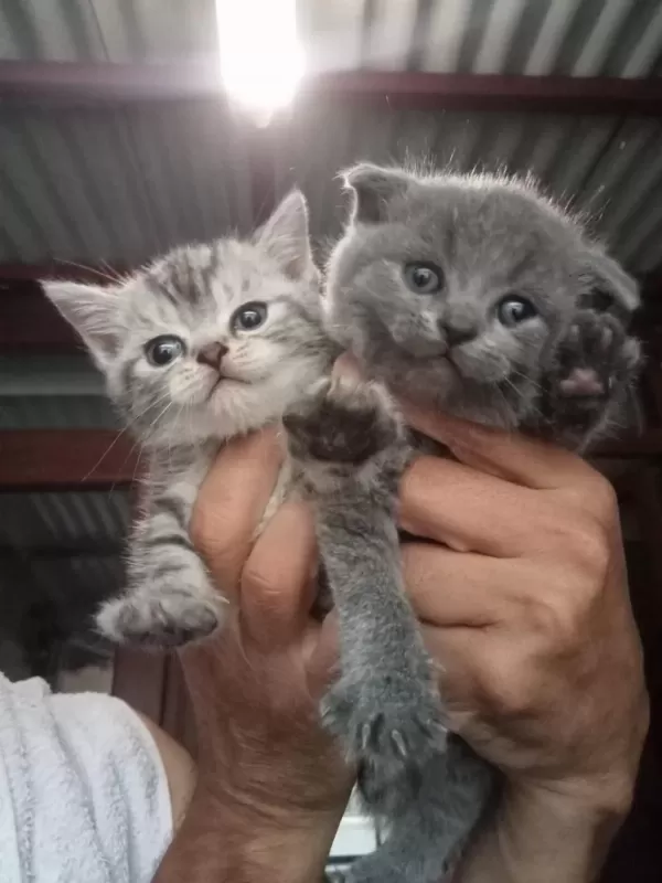 British Shorthair Yavrular