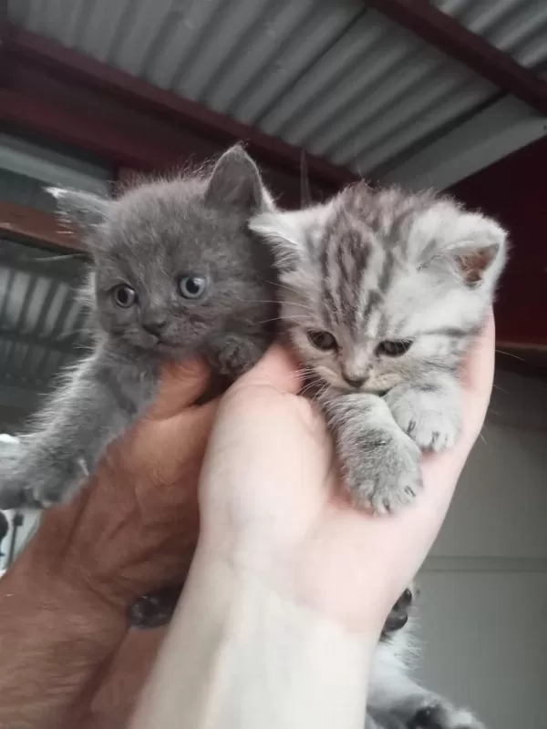 British Shorthair Yavrular