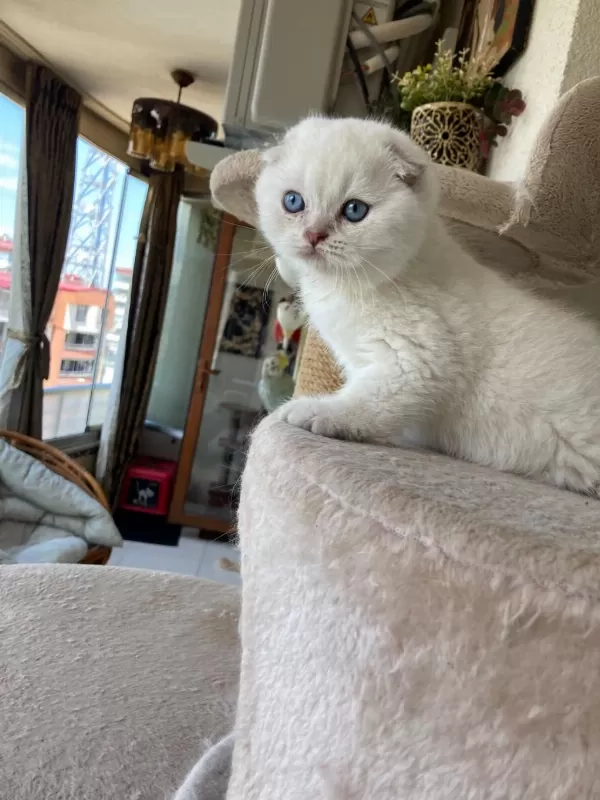 British Shorthair Yavrular
