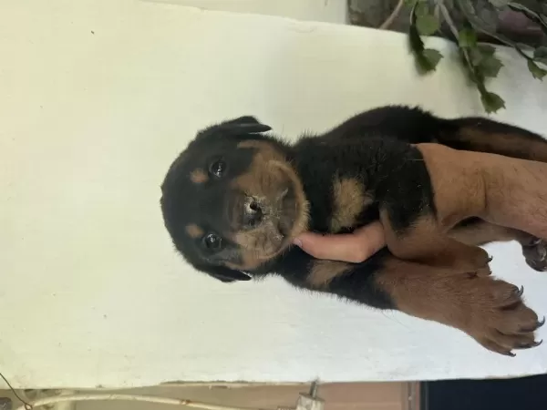 Erkek Ve Dişi Rottweiler Yavrularimiz