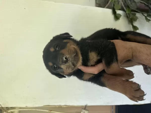 Erkek Ve Dişi Rottweiler Yavrularimiz