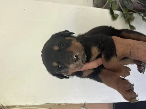 Erkek Ve Dişi Rottweiler Yavrularimiz