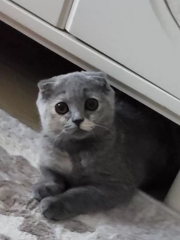 Güzeller Güzeli Scottish Fold Kızım