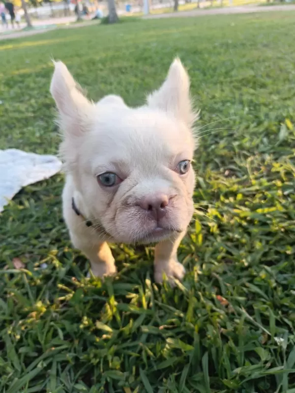 French Bulldog Yavruları