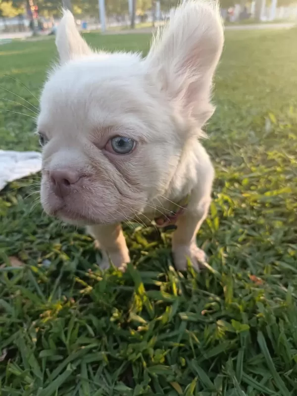 French Bulldog Yavruları